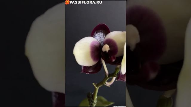 Mituo Diamond Panda смотреть онлайн