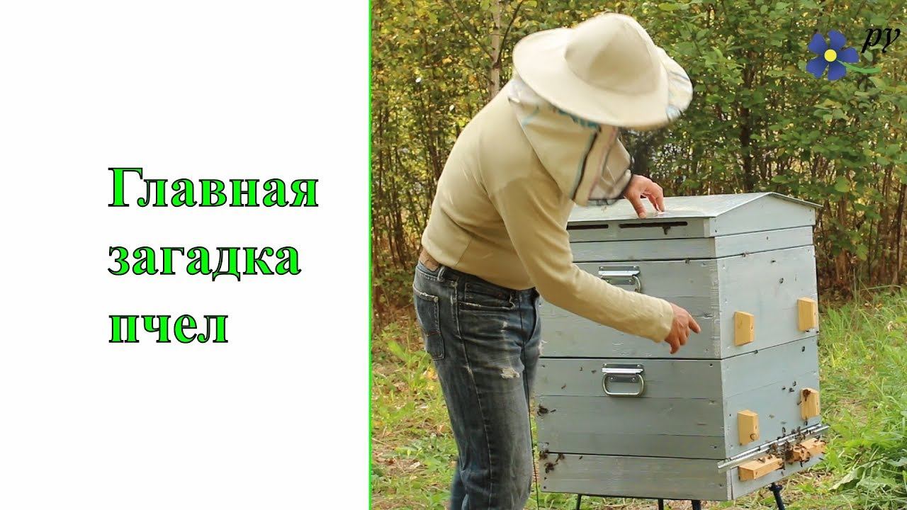 Главная загадка пчел смотреть онлайн