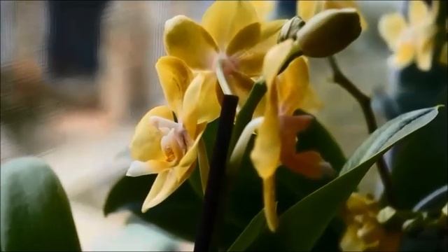 Fragrant Orchid Identification - Phal. Younghome Golden Pixie