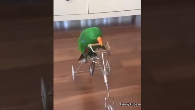 Parrot run the cycle смотреть онлайн