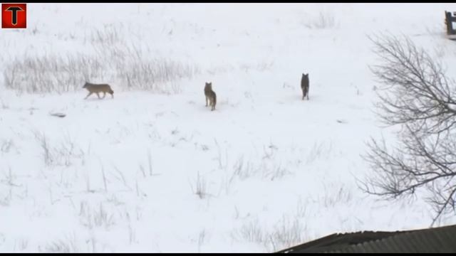 ВОЛК VS МЕДВЕДЬ | СРАВНЕНИЕ | КТО ПОБЕДИТ??? смотреть онлайн