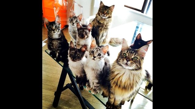 Урок.Как ловить мышей? смотреть онлайн