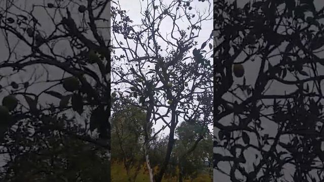 Мандарины в Абхазии везде смотреть онлайн