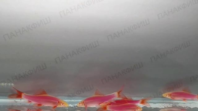 Лабео радужный альбинос лиловый ГЛО (Labeo frenatus) смотреть онлайн