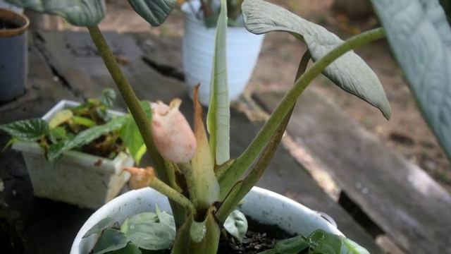 Alocasia Chaii Perhatikan Ciri Khasnya