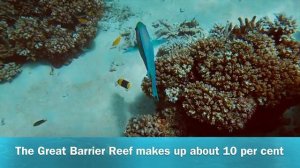 Great Barrier Reef Australia | Amazing Great Barrier Reef Tour
