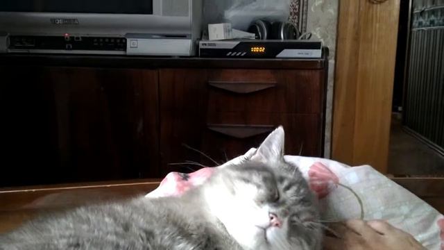 Кот балдеет,но не просыпается смотреть онлайн