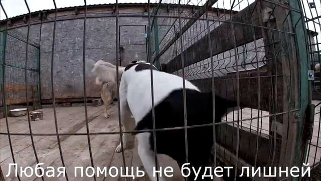 Посетил приют для животных смотреть онлайн