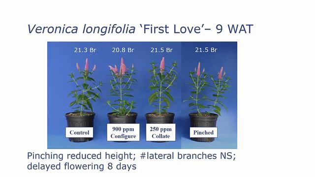 PGRs on Perennials Pinching vs Branching Agents смотреть онлайн