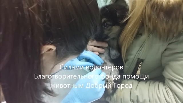 Собака с одной лапой. Нордик. смотреть онлайн