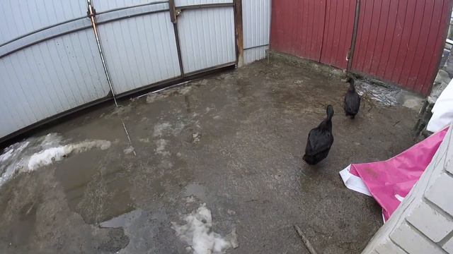 Как живут наши утки Каюги смотреть онлайн