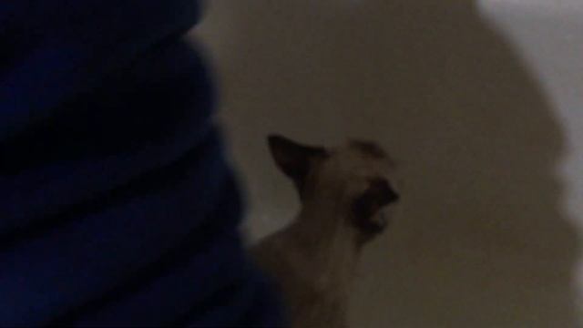 Как купать котёнка тайской породы ?) смотреть онлайн