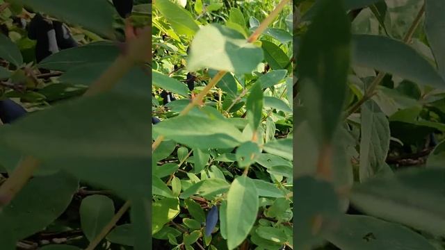 Жимолость Восторг бакчарской селекции