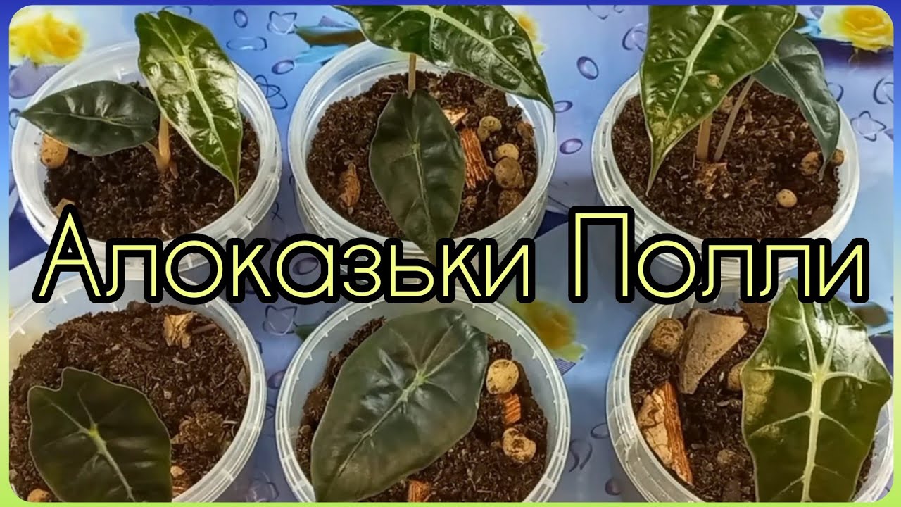 Алоказия Полли ушла, но не вся?Проращивание клубней?Самостоятельная адаптация?Пересадка?Уход