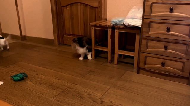 Вестерн# как уживается собака🐶 с кошкой😽 смотреть онлайн