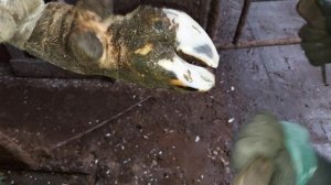 Расчистка копыт у Крупно рогатого скота. (ферма,комплекс)