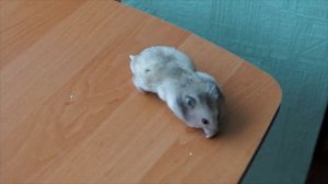 СИРИЙСКИЙ ХОМЯК. ИГРАЮ С ХОМЯКОМ.