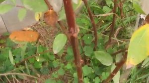 Когда пересаживать жимолость