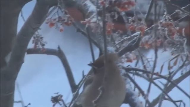 Полазна. Птицы зимой. смотреть онлайн
