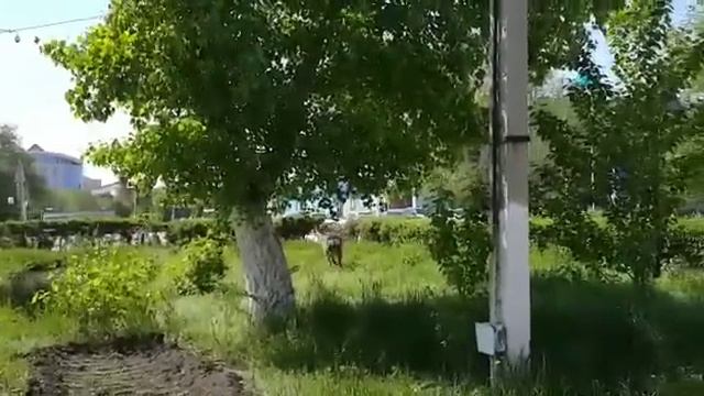 Олень сбежал из зоопарка в Актобе смотреть онлайн