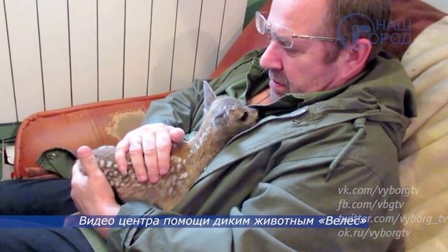 В центре Велес выхаживают детеныша косули, найденного под Выборгом смотреть онлайн