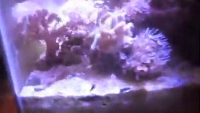 20L reef tank update #11 смотреть онлайн
