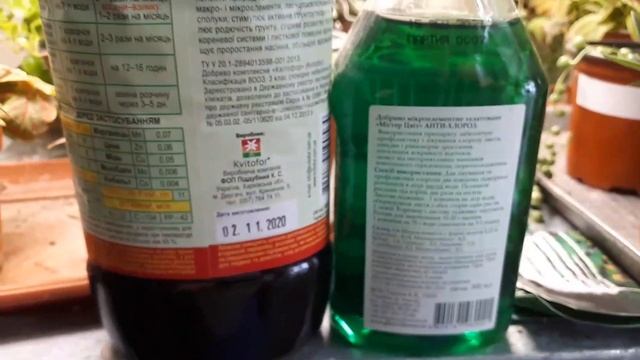 Вылечил ПЕЛАРГОНИЮ от дефицита цинка. Два полива - и листья опять зеленые? Отвечаю на вопросы смотреть онлайн