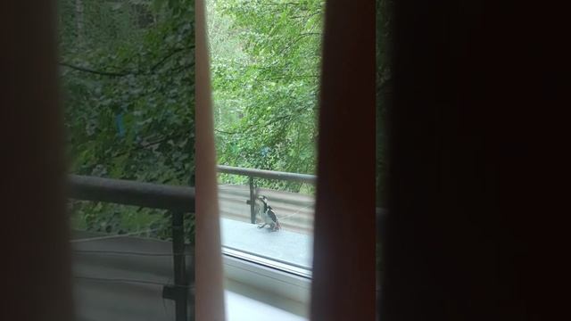 Дятел #природа#дятел #птицы #жизньвлесу #лес#топ#рекомендации смотреть онлайн