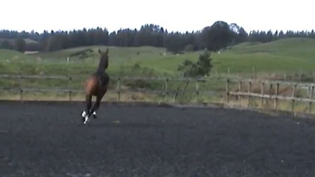 Solaris Flambeaux Yearling Colt By Amoureux смотреть онлайн