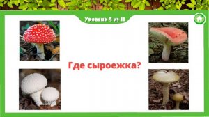 Грибы. Учим грибы. Малыш учит. Играем вместе. Игрушки и игры с детьми.