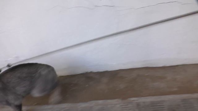 ИДУ ТУДА, КУДА ВЕДЁТ КОТ СЛАДУН ЧЕЛЛЕНДЖ!