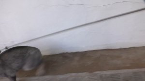 ИДУ ТУДА, КУДА ВЕДЁТ КОТ СЛАДУН ЧЕЛЛЕНДЖ!