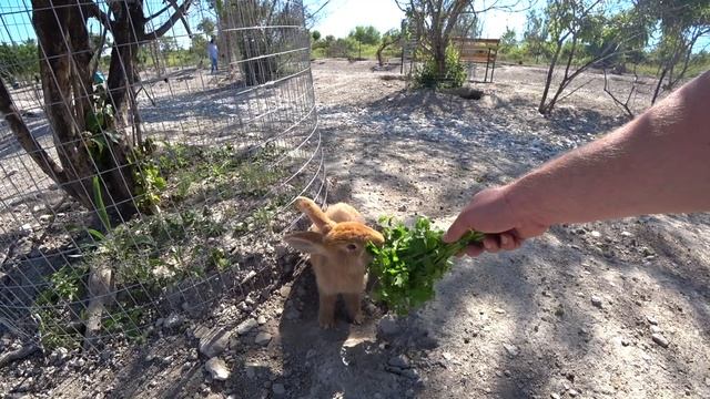 Кроликопарк в Крыму. Бахчисарай. Танковое. Кролики сами идут в руки. Маковые поля. смотреть онлайн