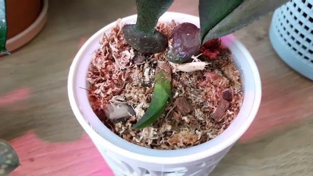Орхидея Психопсис пересадка, новая псевдобульба из цветоноса!  Mariposa Twins, Mariposa Special