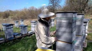 Двухматочное содержание в Альпийском улье. Одно из преимуществ Майский Мёд