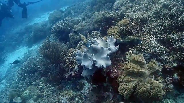 Tubbataha, Philippines - Gorgonian смотреть онлайн