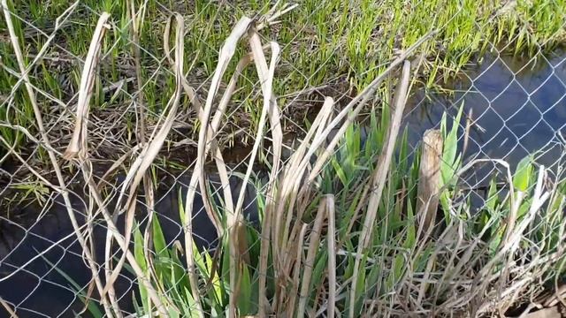 Ястреб с отменным аппетитом и помидоры-болотники. смотреть онлайн