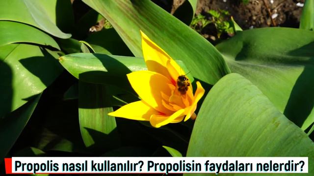 Propolisin faydaları nelerdir? Propolis nasıl kullanılır? Propolis nedir? смотреть онлайн