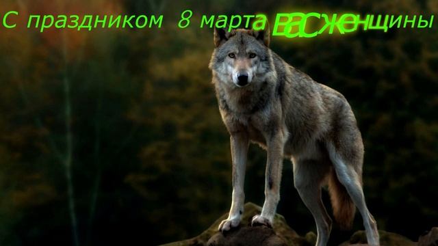 Месть волчицы,вырезала домашний скот прямо в деревне вместе с волчатами. смотреть онлайн