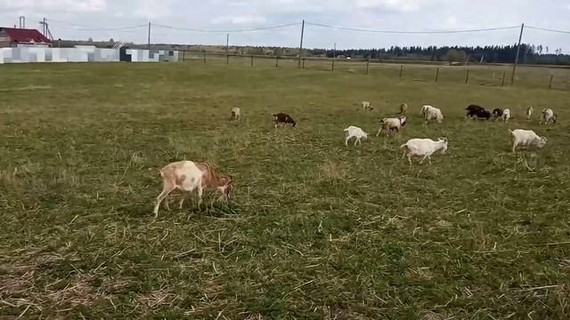 моё хозяйство/звери едят траву/звери на выпасе смотреть онлайн