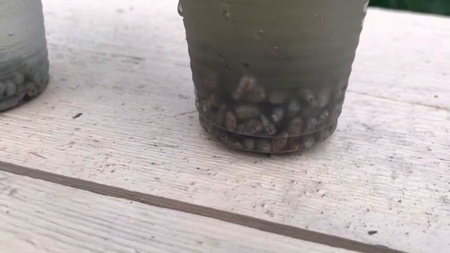 Использование силикона в огороде. смотреть онлайн