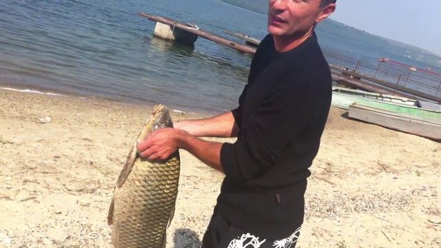 Днестр, карп 10кг смотреть онлайн