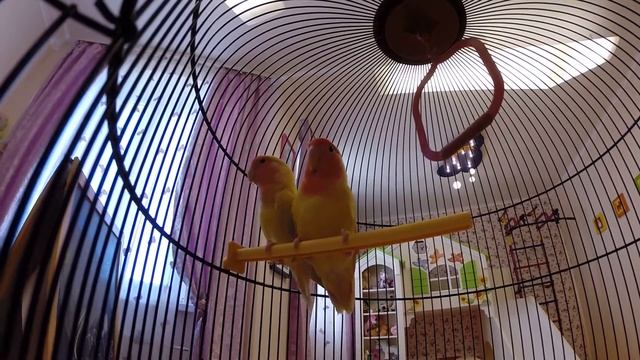 Попугаи нерозлучники