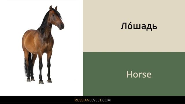 Names of animals in Russian // Russian vocabulary for beginners смотреть онлайн