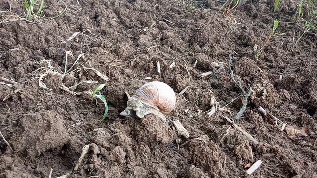 Полоса препятствий виноградной улитки смотреть онлайн