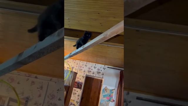 Красавец Чепусик 2.5 месяца 😻 #котенок #кот смотреть онлайн