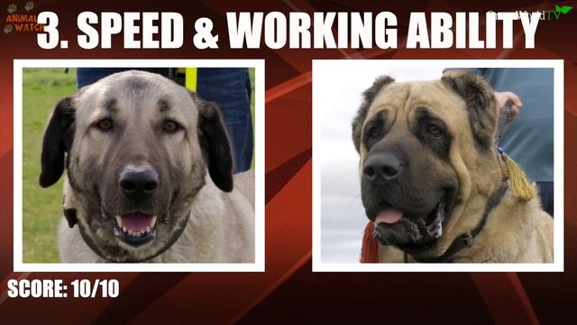 WOLF KILLERS - TURKISH KANGAL Vs MALAKLI - Which is the superior dog? смотреть онлайн