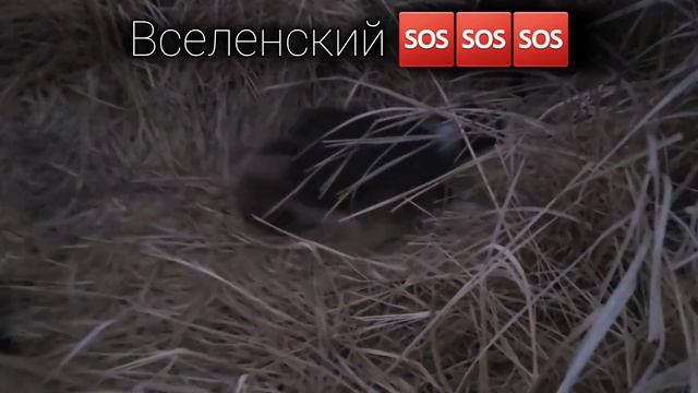 Нужна помошь людей, более 10 щенков и мамки брошенны в полях😭🙏 смотреть онлайн