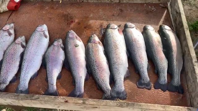 Лобня.Луговая. Рыболовный клуб Зелёный Берег. Улов на блёсна! смотреть онлайн