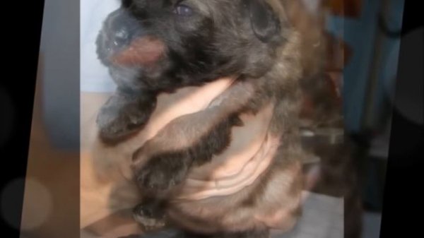 В питомнике фландрских бувье Фемили Флайт щенки